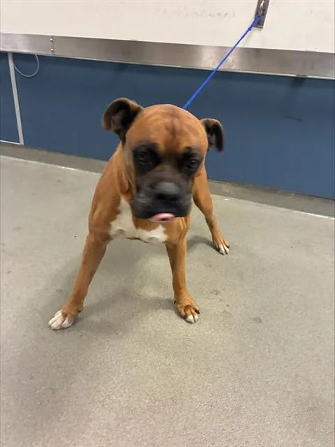 A young large-sized male Boxer dog named Gator for adoption in Miami, FL