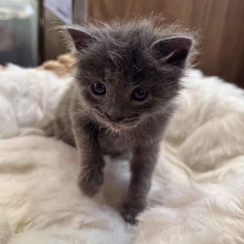 A baby small-sized male Gray / Blue / Silver Domestic Short Hair cat named Sam Rainey for adoption in Eagle Mountain, UT