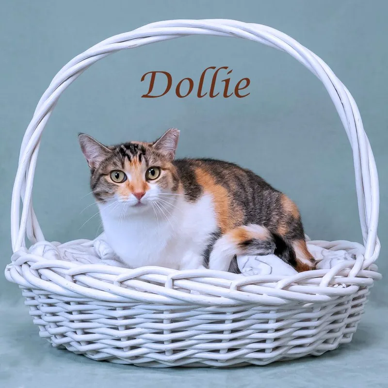 An adult medium-sized female Calico Domestic Short Hair cat named Dollie C for adoption in Lebanon, TN
