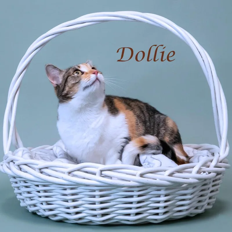 Dollie C thumbnail 2