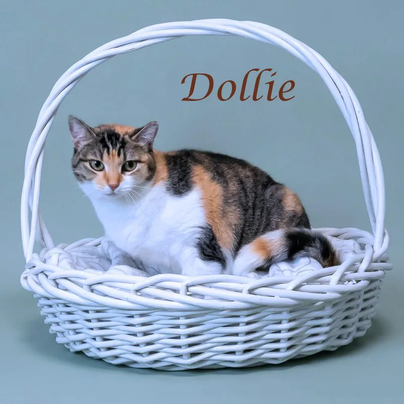 Dollie C thumbnail 3