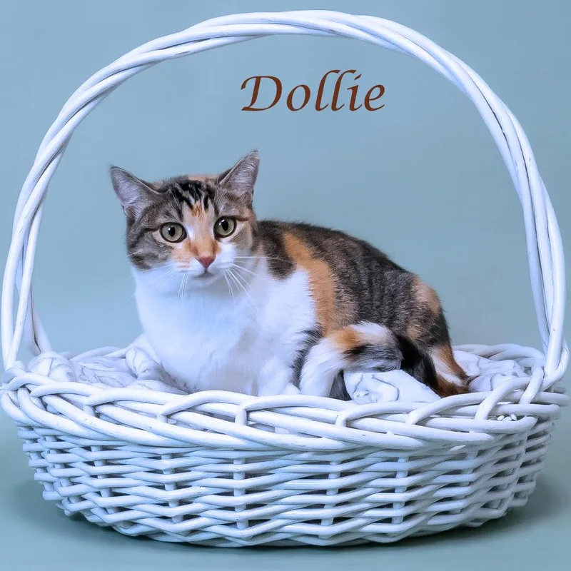 Dollie C thumbnail 4