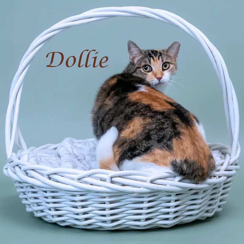 Dollie C thumbnail 5