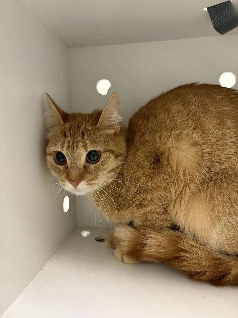 A young small-sized female Orange / Red Domestic Short Hair cat named Pumpkin for adoption in Fruit Heights, UT