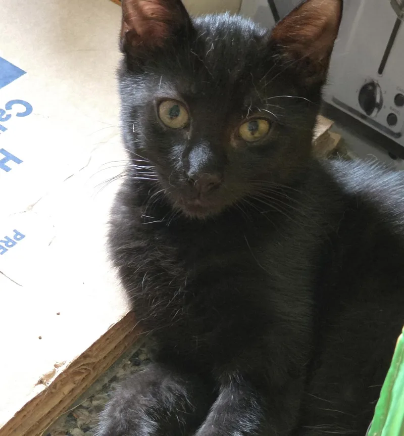 A baby medium-sized male Black & White / Tuxedo Domestic Short Hair cat named Mbappe for adoption in Breinigsville, PA