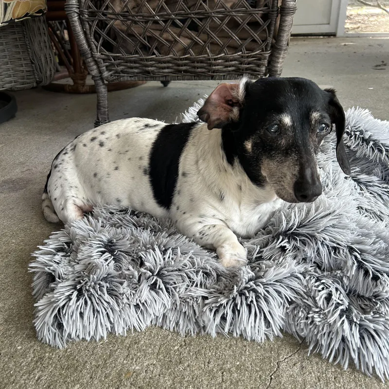 A senior small-sized female White / Cream Dachshund dog named Gracie for adoption in Mary Esther, FL
