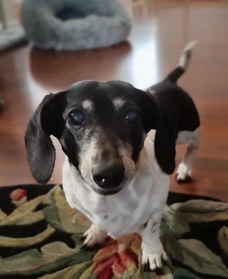 Gracie thumbnail 2