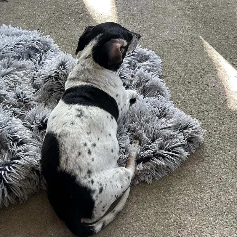 Gracie thumbnail 3