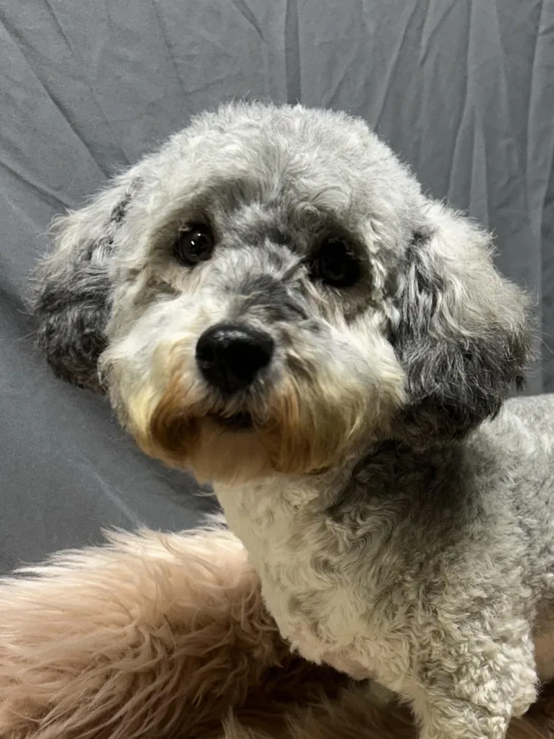 An adult small-sized female Havanese dog named Annie for adoption in Elyria, OH