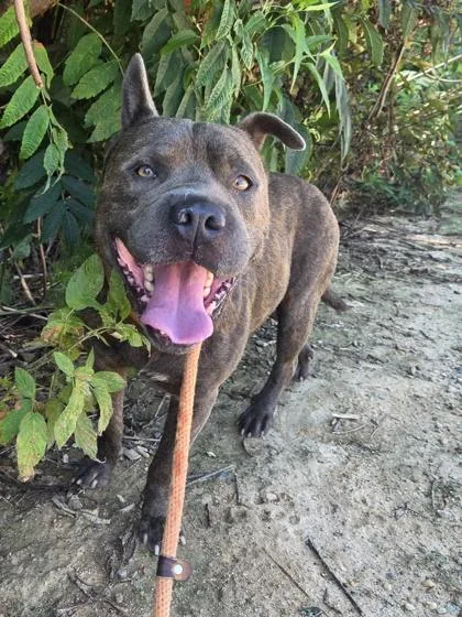 An adult medium-sized male Pit Bull Terrier dog named Ghana for adoption in Atlanta, GA