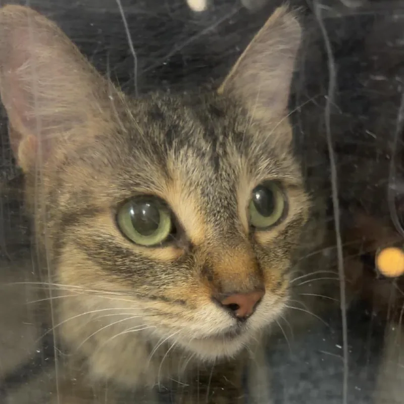 A senior medium-sized female Brown / Chocolate Domestic Medium Hair cat named Abbey for adoption in Galveston, TX