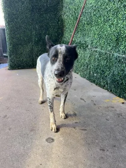 A baby medium-sized male Australian Cattle Dog / Blue Heeler dog named Cornelius for adoption in El Paso, TX