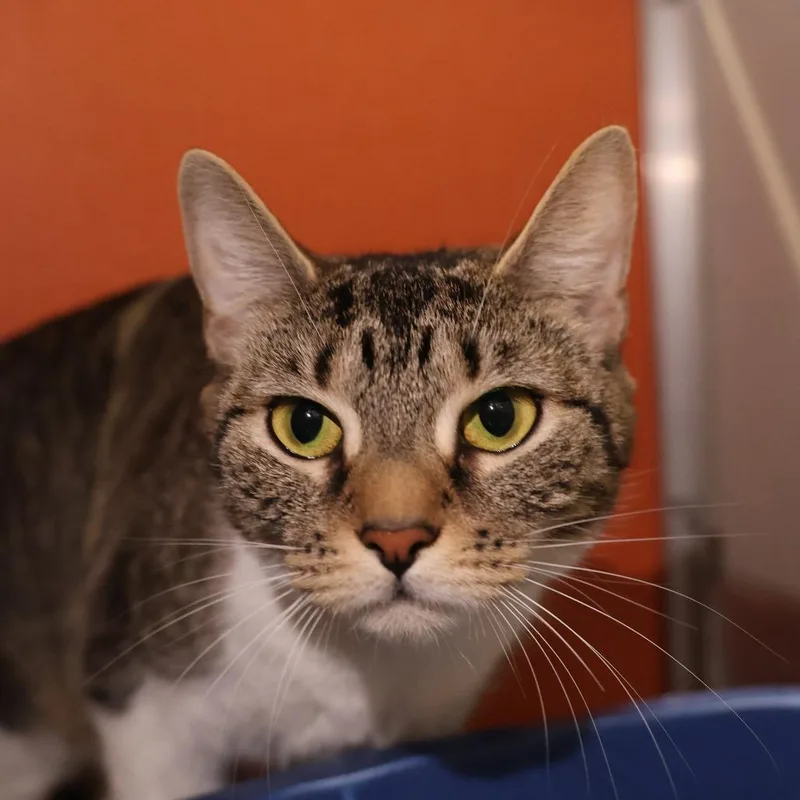 An adult medium-sized female Brown / Chocolate Domestic Short Hair cat named Luci for adoption in Briarcliff Manor, NY