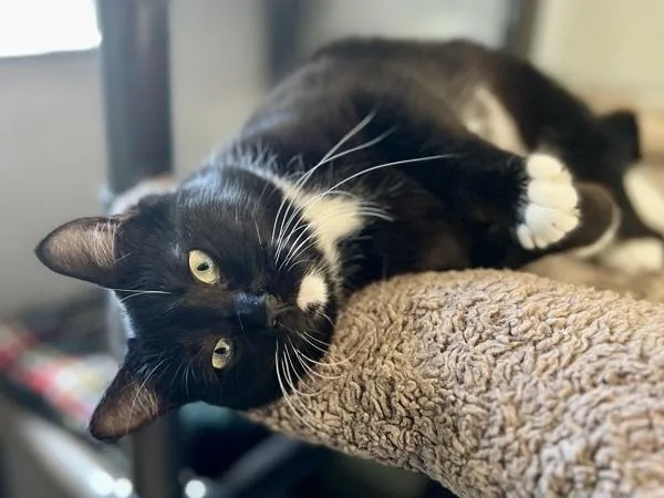 A young small-sized female Domestic Short Hair cat named Whiskers for adoption in Portland, OR