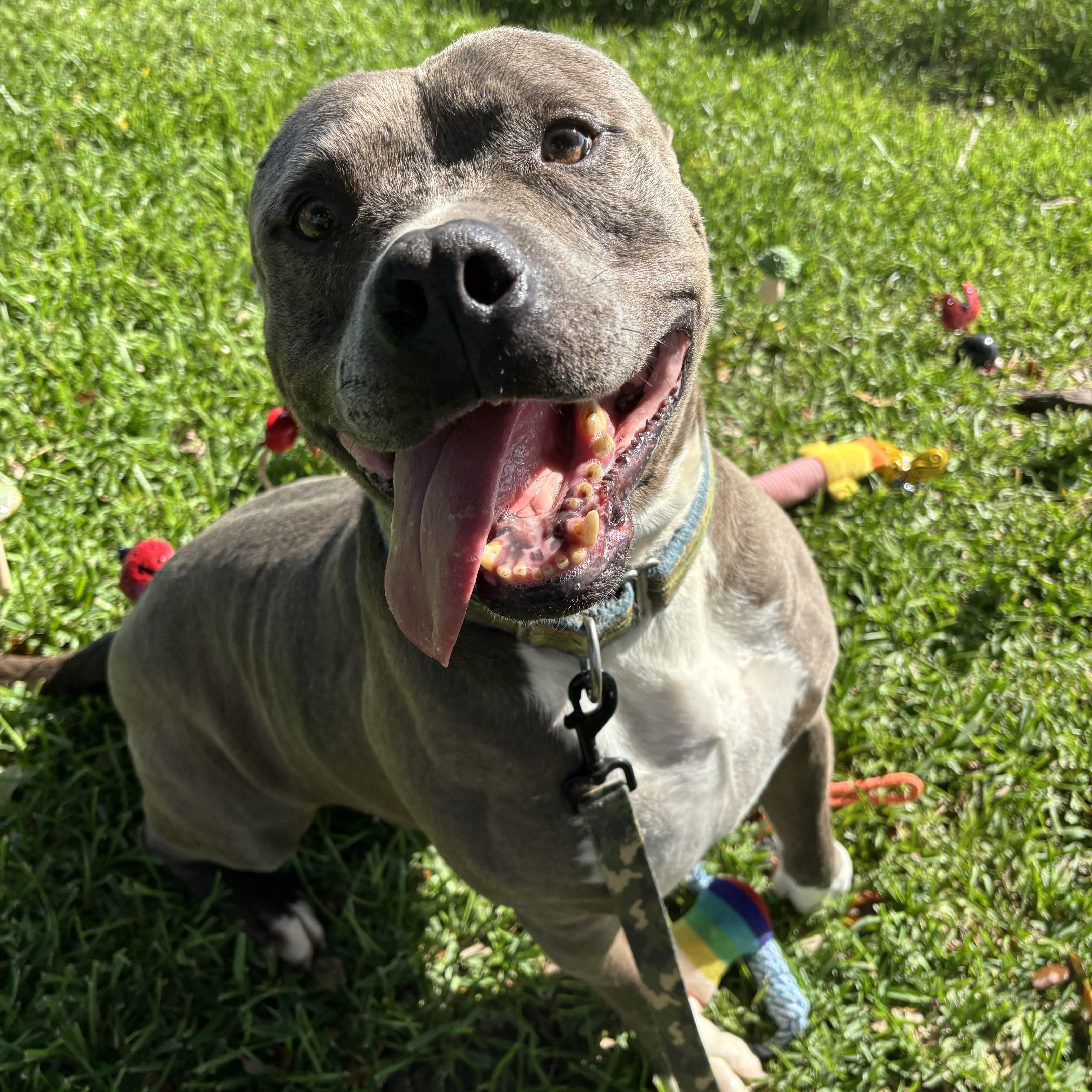 An adult large-sized male American Bully dog named Gotti for adoption in Pearland, TX