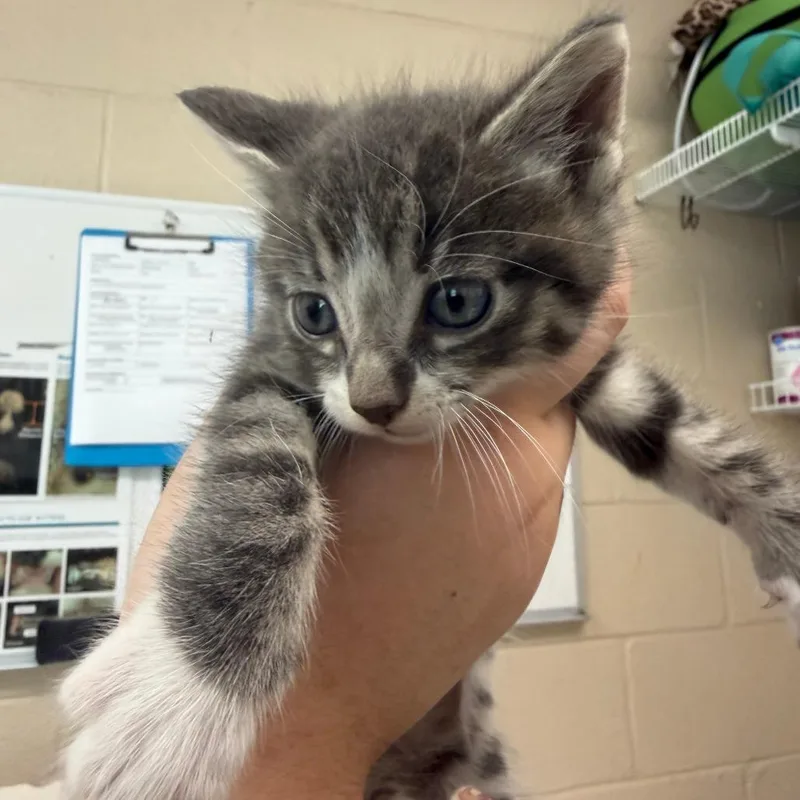 A baby small-sized female Brown / Chocolate Domestic Short Hair cat named Adam for adoption in Troy, VA
