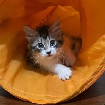 A baby small-sized female Black Tabby cat named Oakley for adoption in Andover, MN