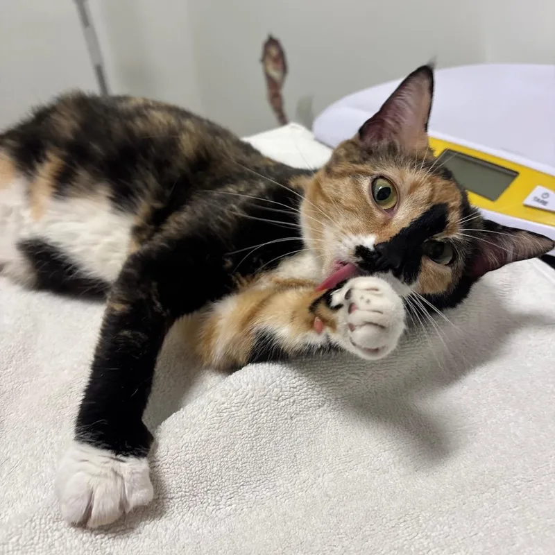 An adult medium-sized female Calico Domestic Short Hair cat named Bibble for adoption in York, PA