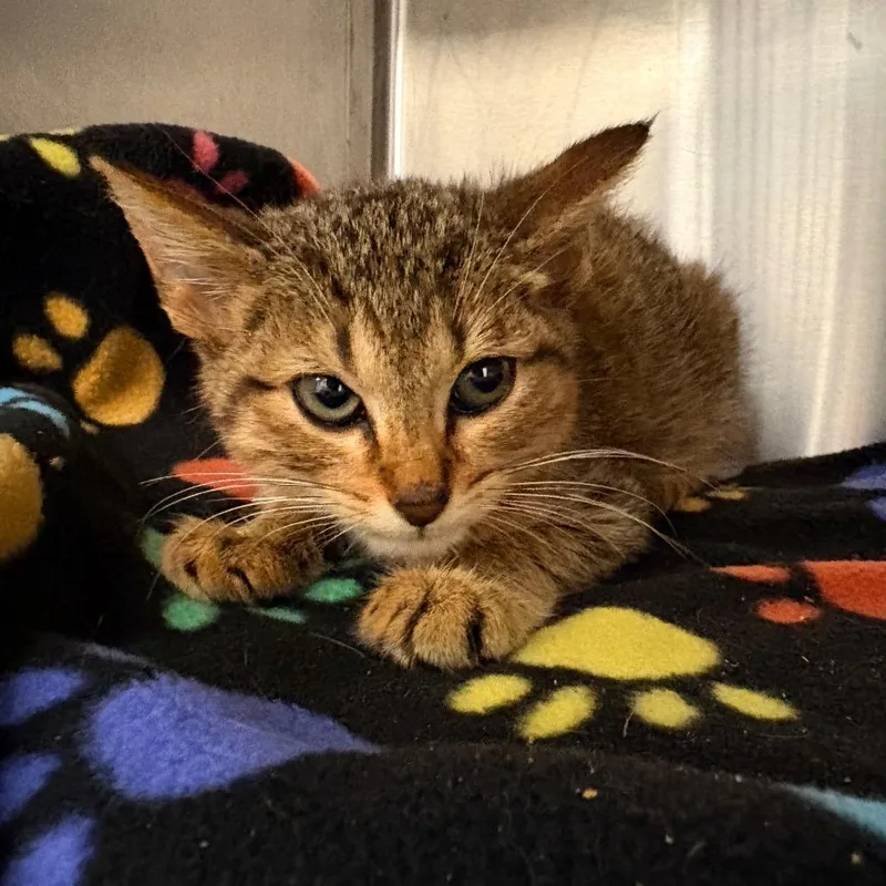 A baby small-sized female Brown / Chocolate Domestic Short Hair cat named Cashmere for adoption in West Palm Beach, FL