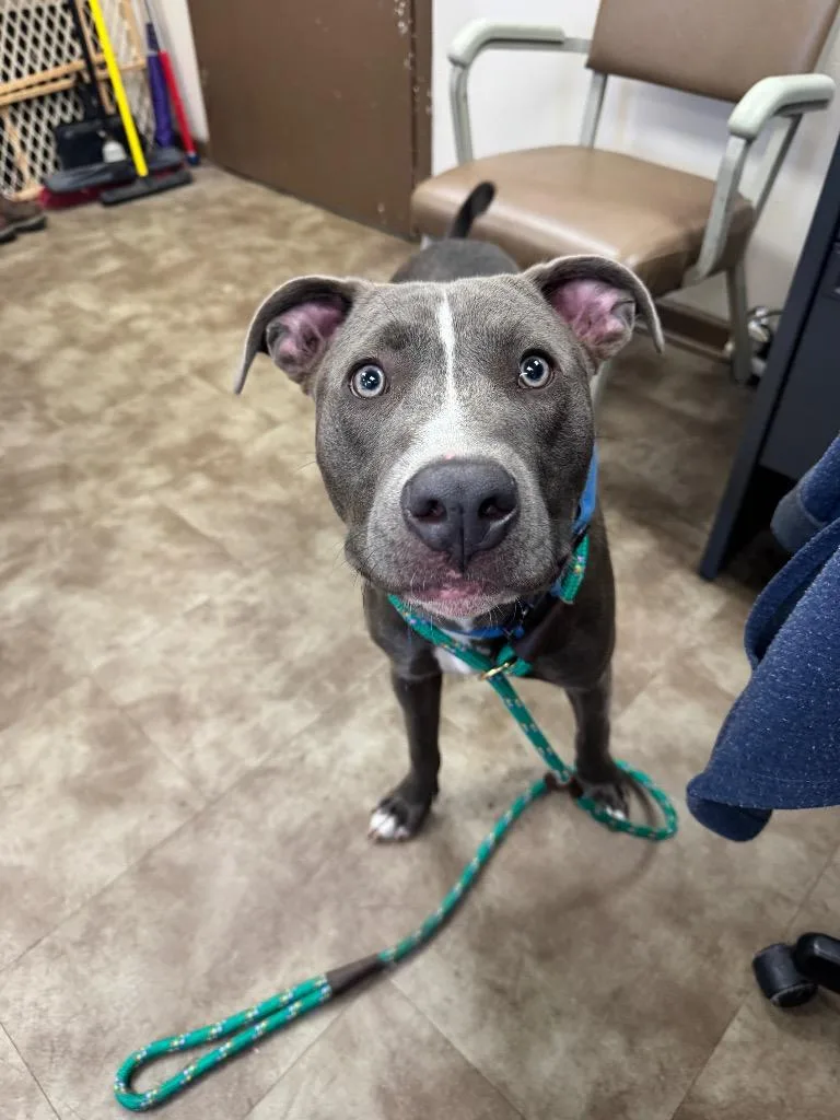 A baby medium-sized male Mixed Breed dog named Twizzler for adoption in Springfield, OH