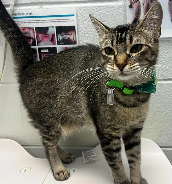 A young medium-sized female Domestic Short Hair cat named Magic for adoption in Golden, CO