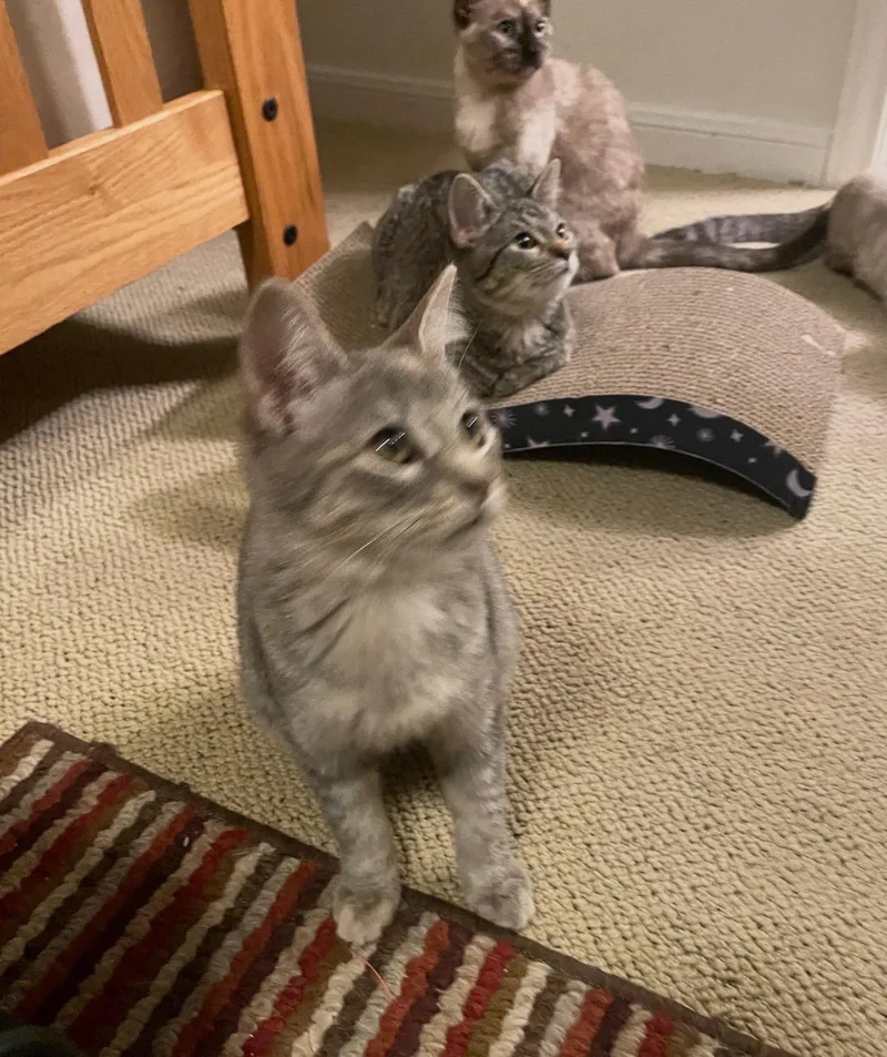 A baby medium-sized female Tabby (Buff / Tan / Fawn) Domestic Short Hair cat named Sapphire for adoption in Austin, TX