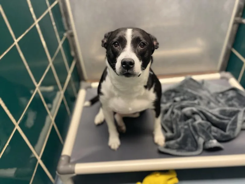 An adult large-sized female Staffordshire Bull Terrier dog named April for adoption in Houston, TX