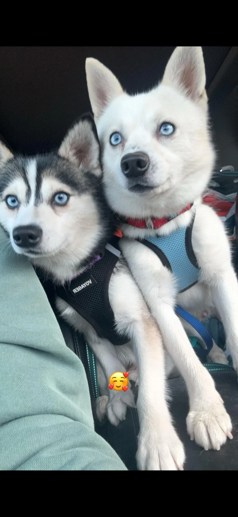 An adult small-sized male Klee Kai dog named Kru for adoption in Cedar Rapids, IA