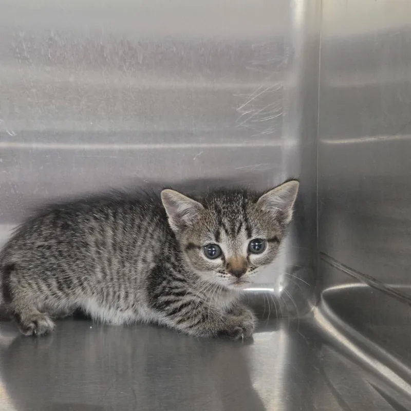 A baby small-sized female Gray / Blue / Silver Domestic Medium Hair cat named Reeses for adoption in Pauls Valley, OK