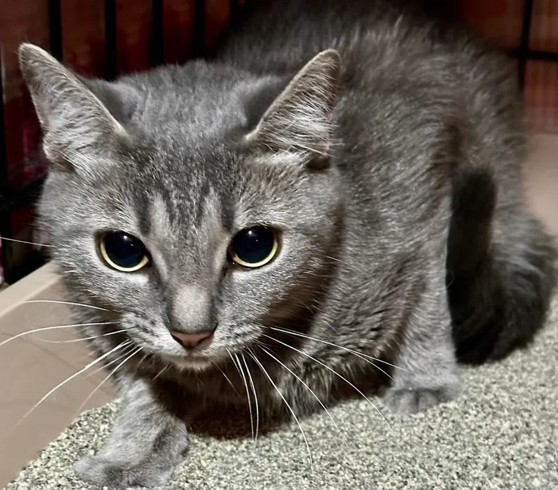 A young medium-sized female Domestic Short Hair cat named Daisy Mae for adoption in Ferndale, MI