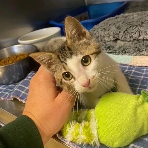 A baby small-sized female Domestic Short Hair cat named Shrimp for adoption in Chehalis, WA