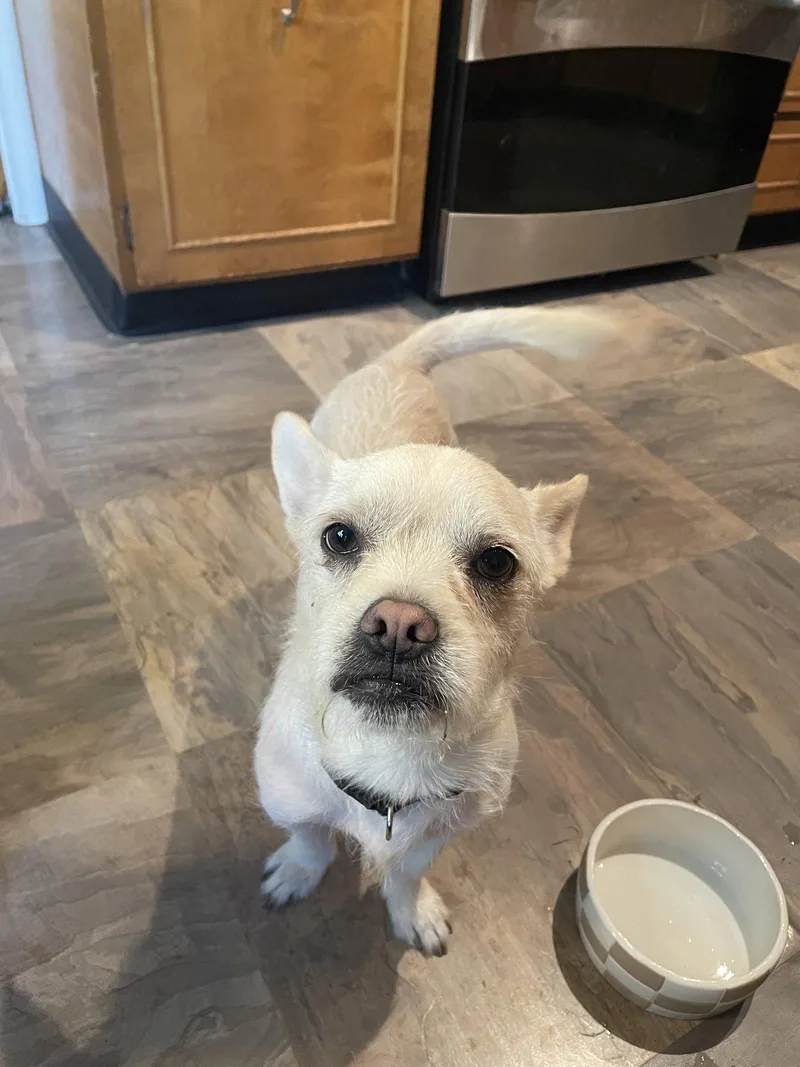 A young medium-sized male Chihuahua dog named Cocoa Nut for adoption in Salt Lake City, UT