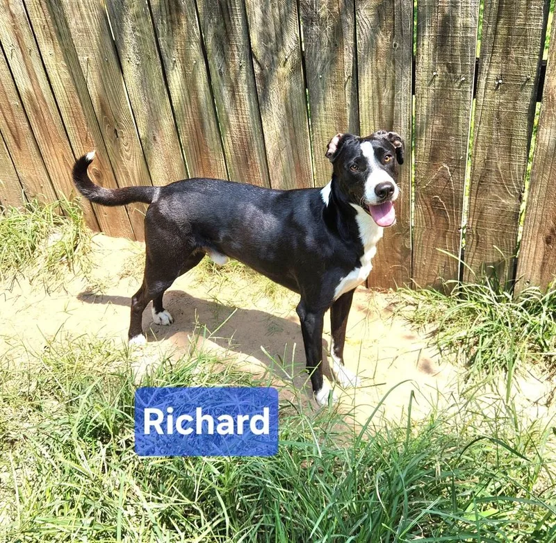 An adult large-sized male Labrador Retriever dog named Richard for adoption in Silsbee, TX