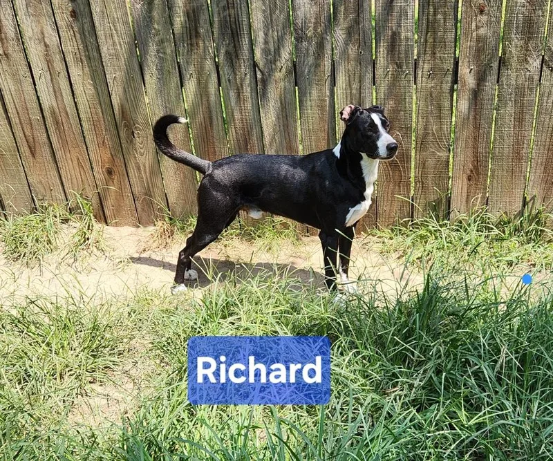 Richard thumbnail 2