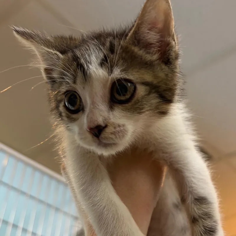 A baby small-sized male Buff / Tan / Fawn Domestic Short Hair cat named Saltwater Taffy for adoption in Chattanooga, TN