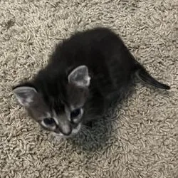A baby small-sized female Tabby (Brown / Chocolate) Domestic Medium Hair cat named Piper for adoption in Liverpool, TX