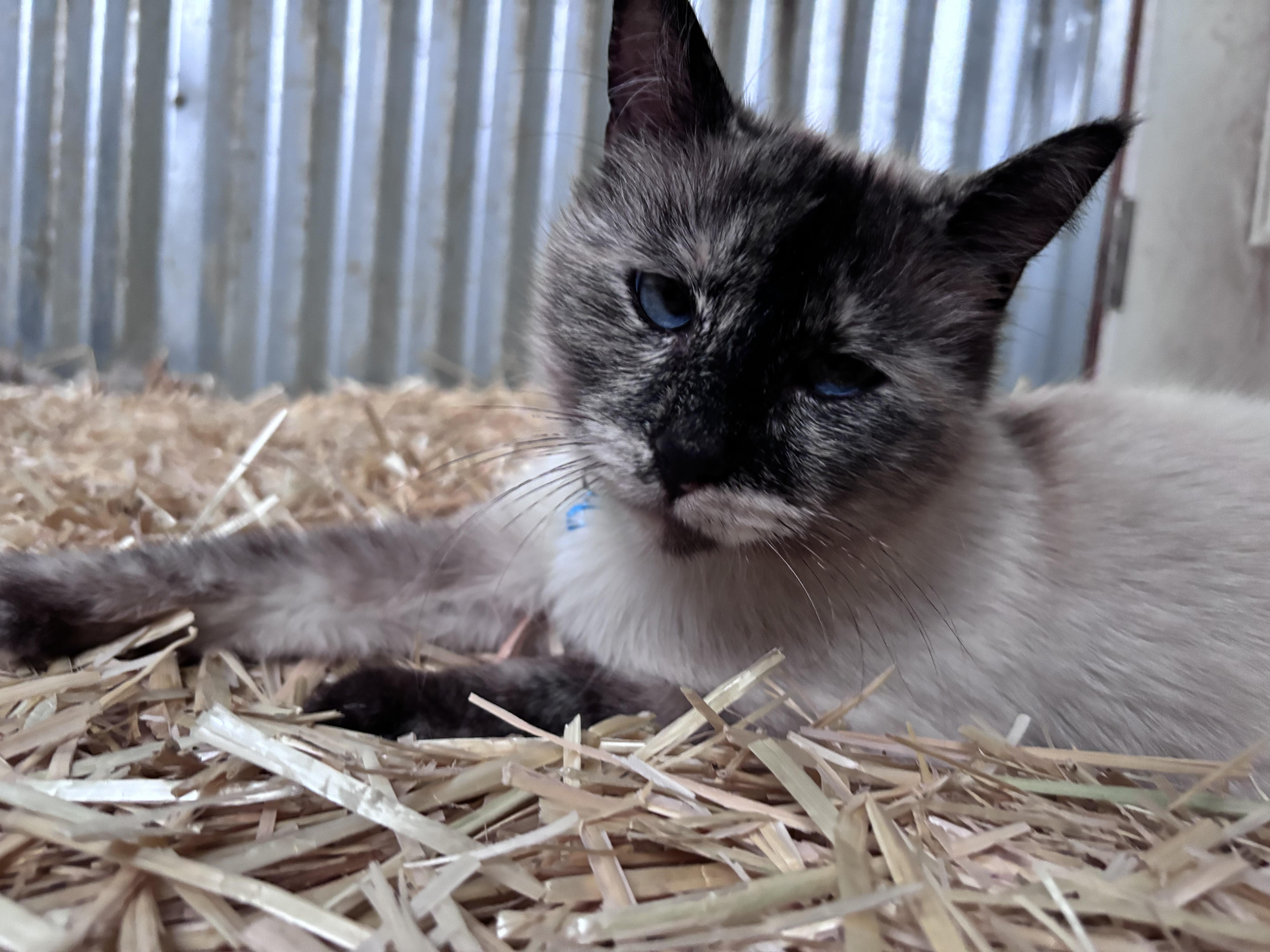 Snowball thumbnail 2