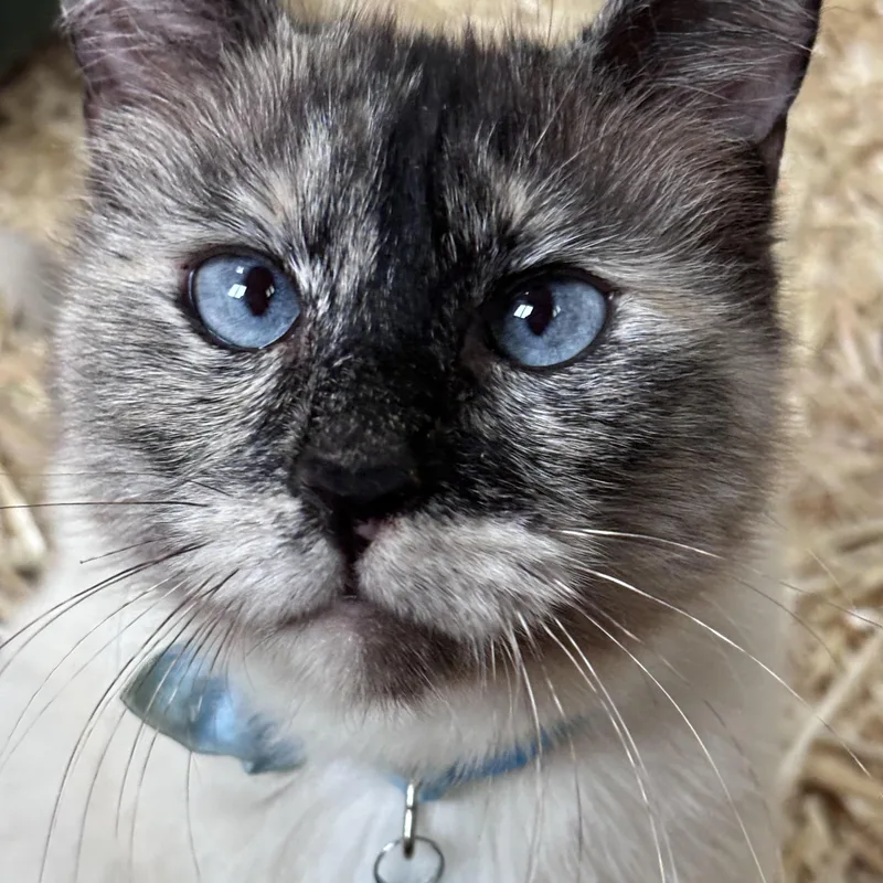 An adult medium-sized female Siamese cat named Snowball for adoption in San Diego, CA