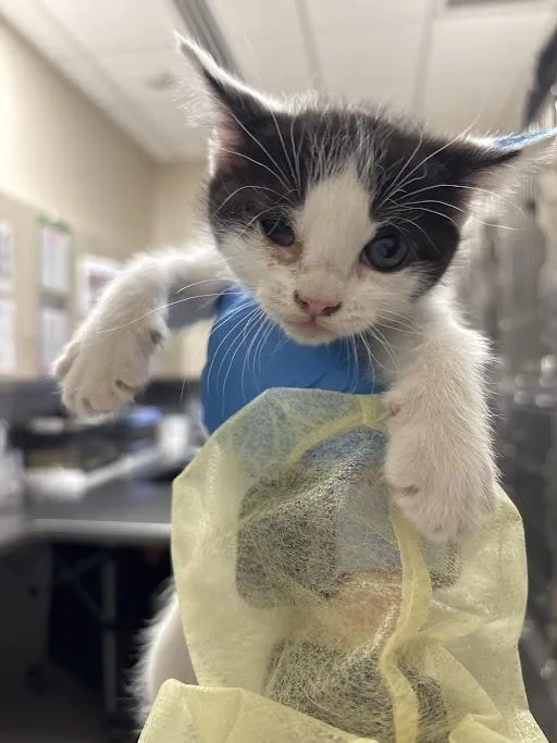 A baby small-sized female Domestic Short Hair cat named Nini for adoption in Las Vegas, NV