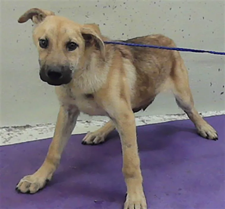 A baby medium-sized male German Shepherd Dog dog named A for adoption in Houston, TX