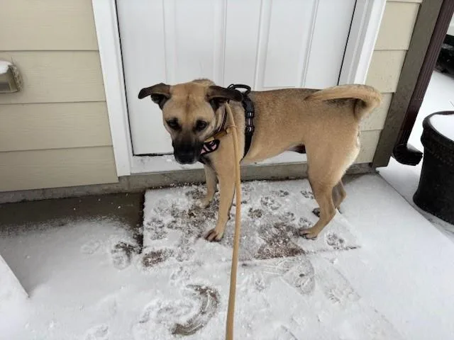 Girl Scout Mom thumbnail 2