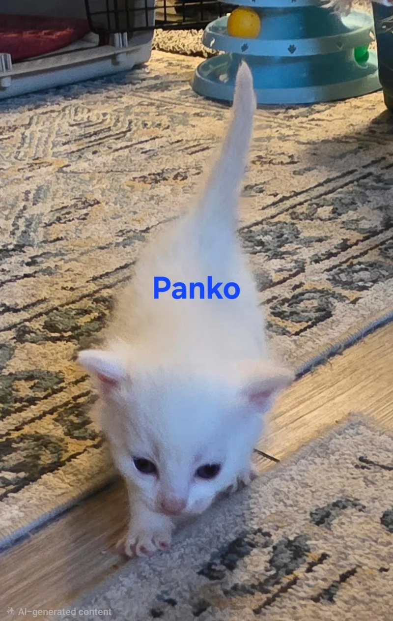 A baby medium-sized male Brown / Chocolate Himalayan cat named Panko for adoption in Jamesville, NY