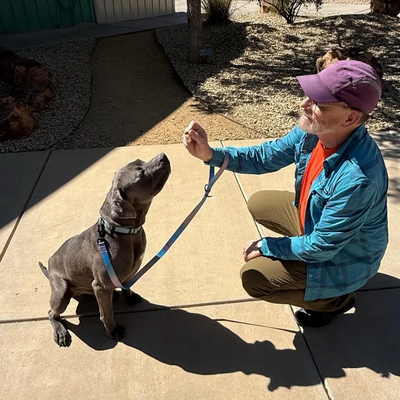 An adult large-sized male Gray / Blue / Silver Pit Bull Terrier dog named Titan for adoption in Albuquerque, NM