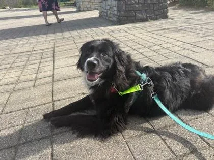 An adult medium-sized female Mixed Breed dog named Kierra for adoption in Cincinnati, OH