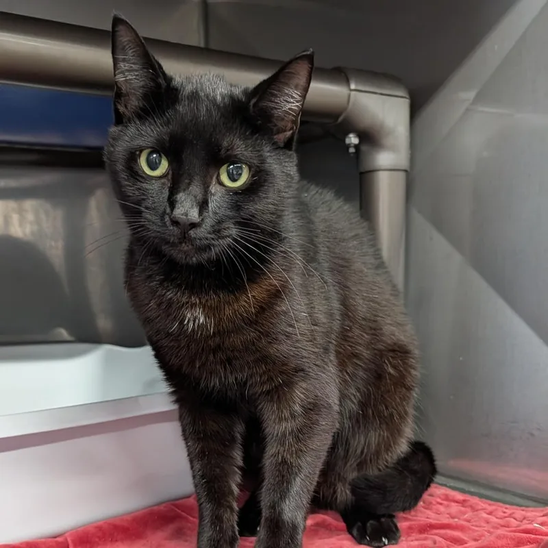 A young medium-sized female Black Domestic Medium Hair cat named Dominic for adoption in Jefferson city, TN