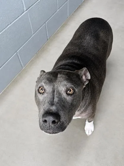 A senior large-sized male Merle (Blue) Mixed Breed dog named Gotti for adoption in Covington, LA