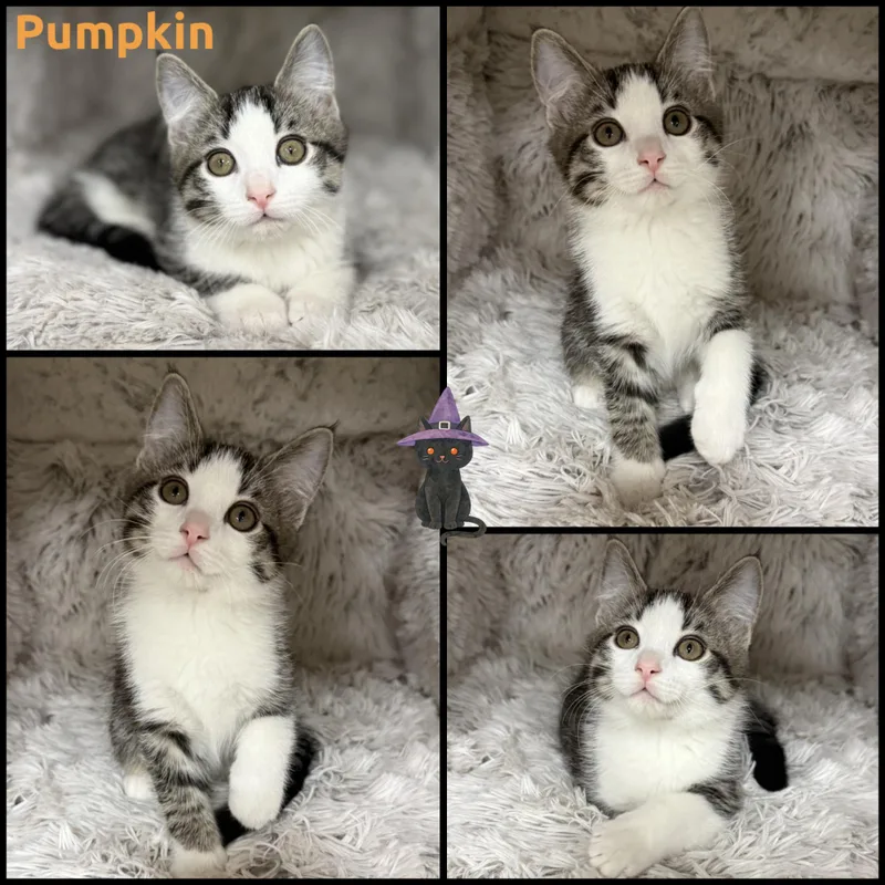 A baby small-sized male Tabby (Gray / Blue / Silver) Domestic Short Hair cat named Pumpkin for adoption in Louisville, KY
