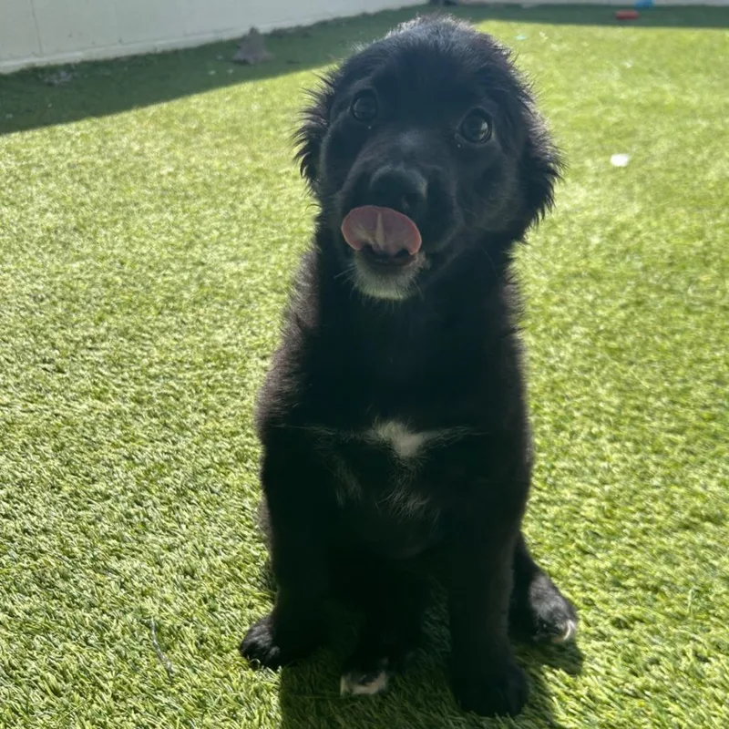 A baby small-sized female Black Mixed Breed dog named Firefly for adoption in LOXAHATCHEE, FL