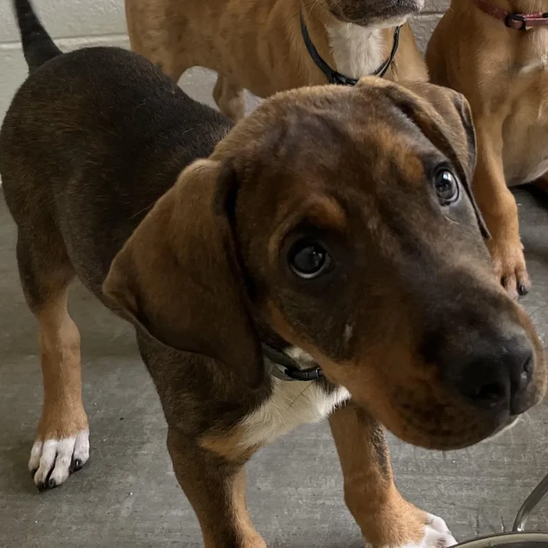 A baby small-sized male Black Mixed Breed dog named Dylan for adoption in Marble, NC
