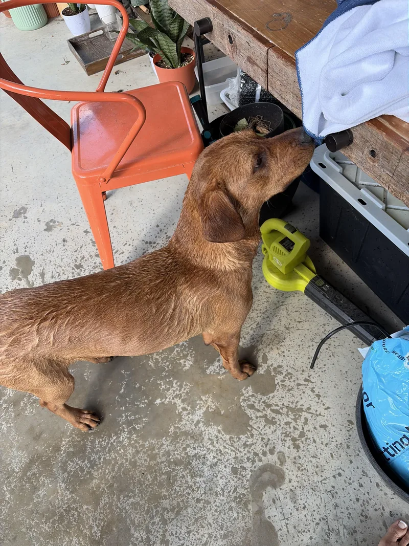 A young medium-sized female Rhodesian Ridgeback dog named Ruby for adoption in Conroe, TX